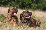 FILA BRASILEIRO 099